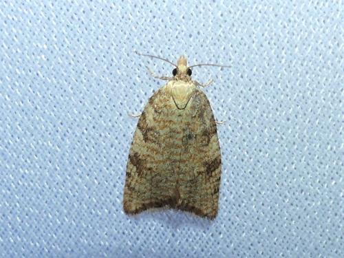 Aleimma loeflingiana